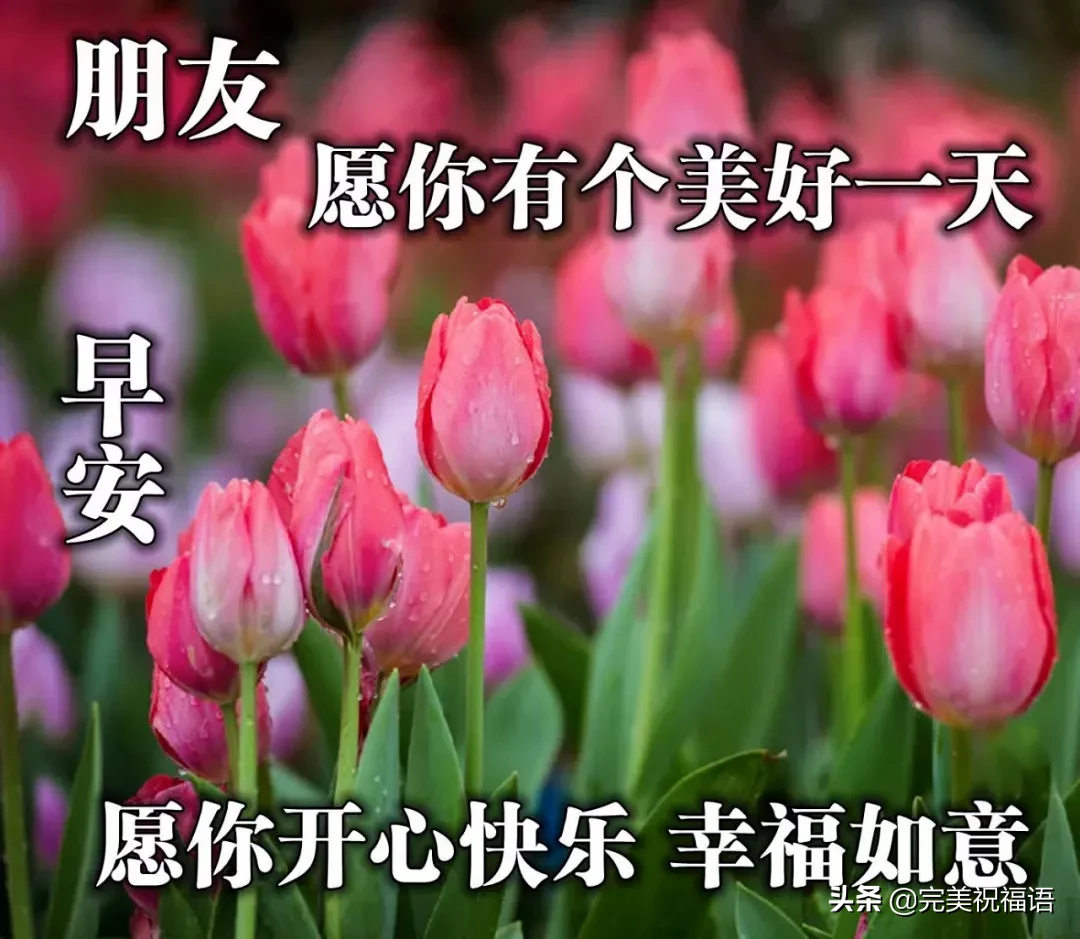 早上好唯美暖心问候语 早安祝福语漂亮图片图片