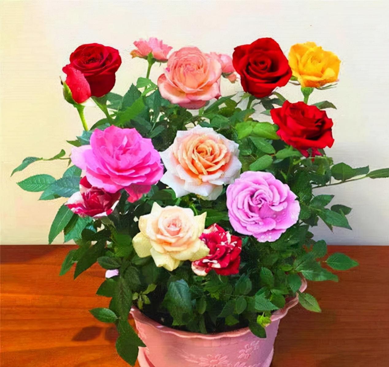 Roses Tree Colours Stop raising roses!This flower tree has 10 colors and can be enjoyed in ...