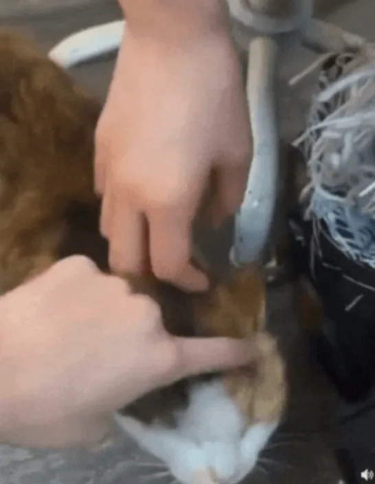 BLACKPINK智秀遭到品牌方排挤;aespa成员陷入虐猫争议?
