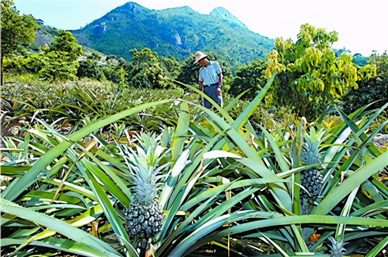 禁止台灣菠蘿導致國內菠蘿漲價？ 原因並非如此