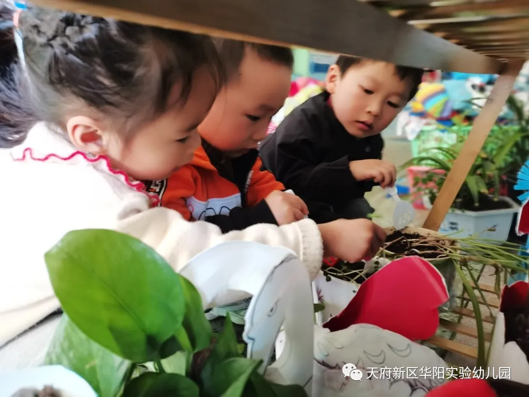 苏醒的种子 萌动的春天丨天府新区华阳实验幼儿园植物育成记
