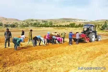 “链”出高质量 增添新引擎——陇西县中医药产业发展纪实