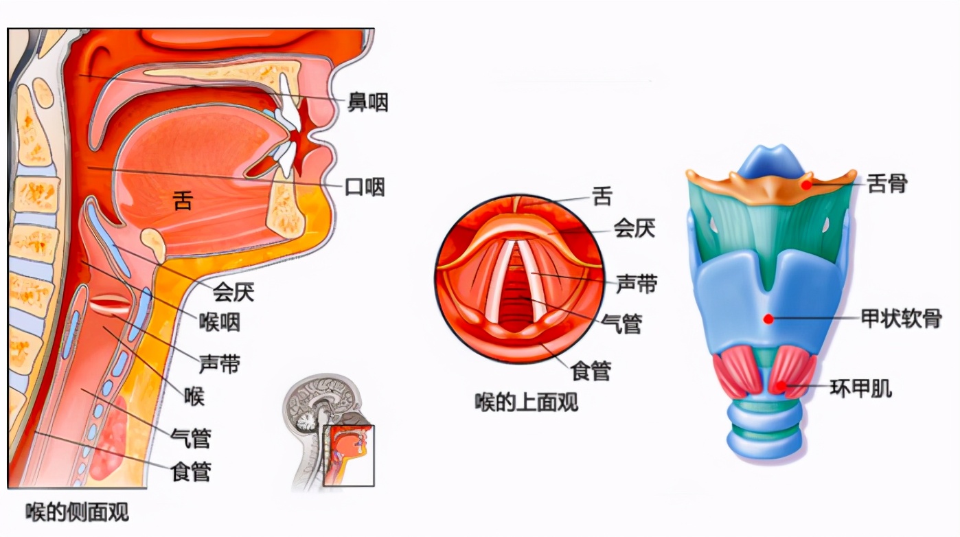 人类高音实验 的产物 自幼被阉割的他们 成了时代的牺牲品 胖福的小木屋 Mdeditor