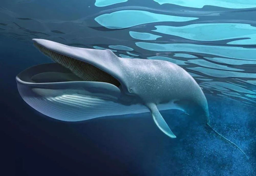 A blue whale eats 8 tons of krill a day. Why is the krill not extinct