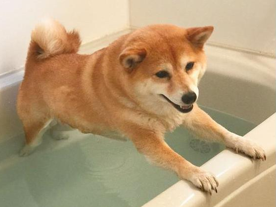 狗狗洗澡篇：别让你的无知，害了它
