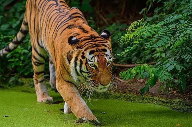 食人虎，流窜多国吃下400多人，在老虎被击毙之