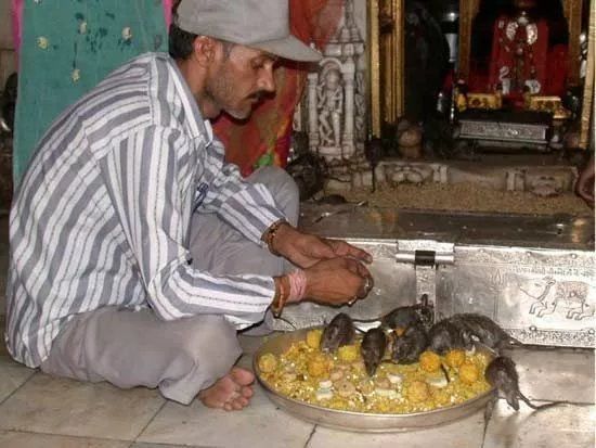 神奇的印度：老鼠神庙——卡尔尼玛塔