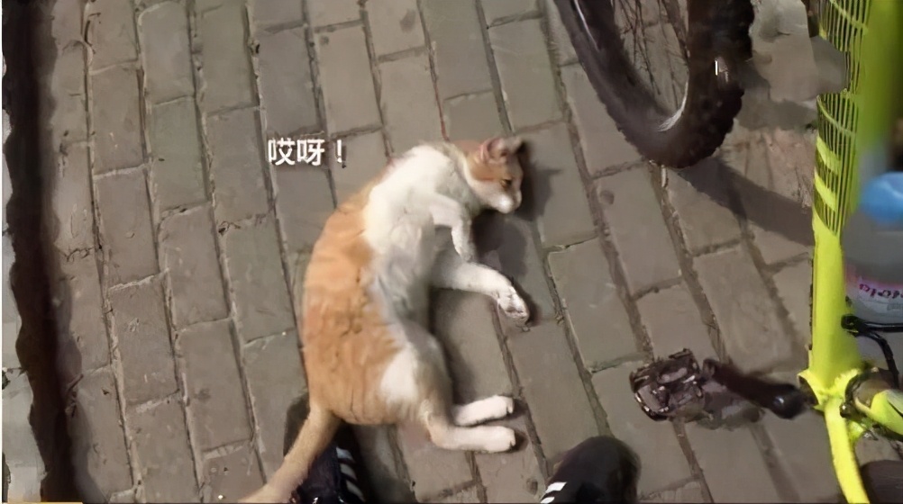 论躺平，我只服橘猫