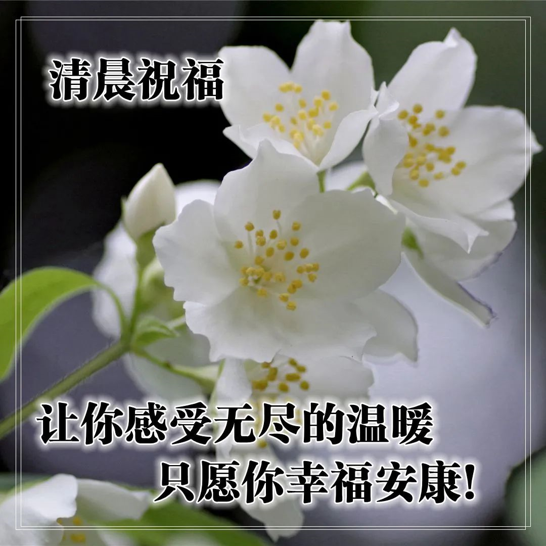 早上的问候图片带上精美的祝福语图片