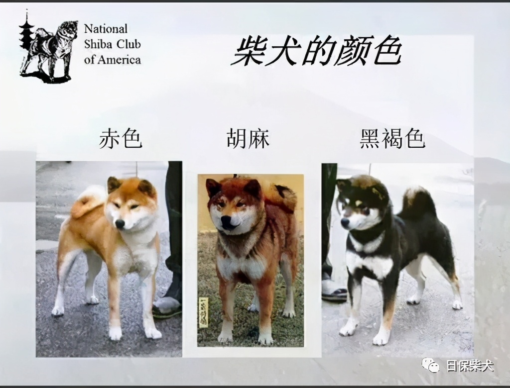 柴犬買什麼顏色好？價格有什麼區別？ - 頭條匯