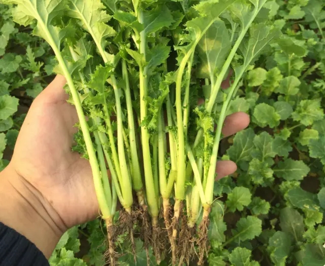 野生芥菜：既可腌制又可榨油，高产优质栽培技