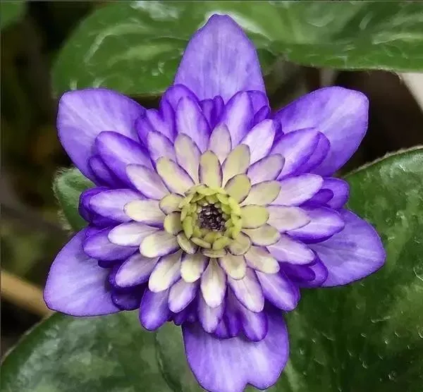 160種· 奇花異草,絕對有你沒見過的! 「下部分」