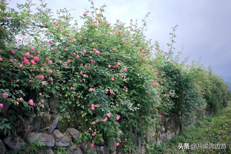 成都出發1 5小時到達 千畝薔薇花海免費看 5月正是最佳賞花期 川渝周邊遊 Mdeditor