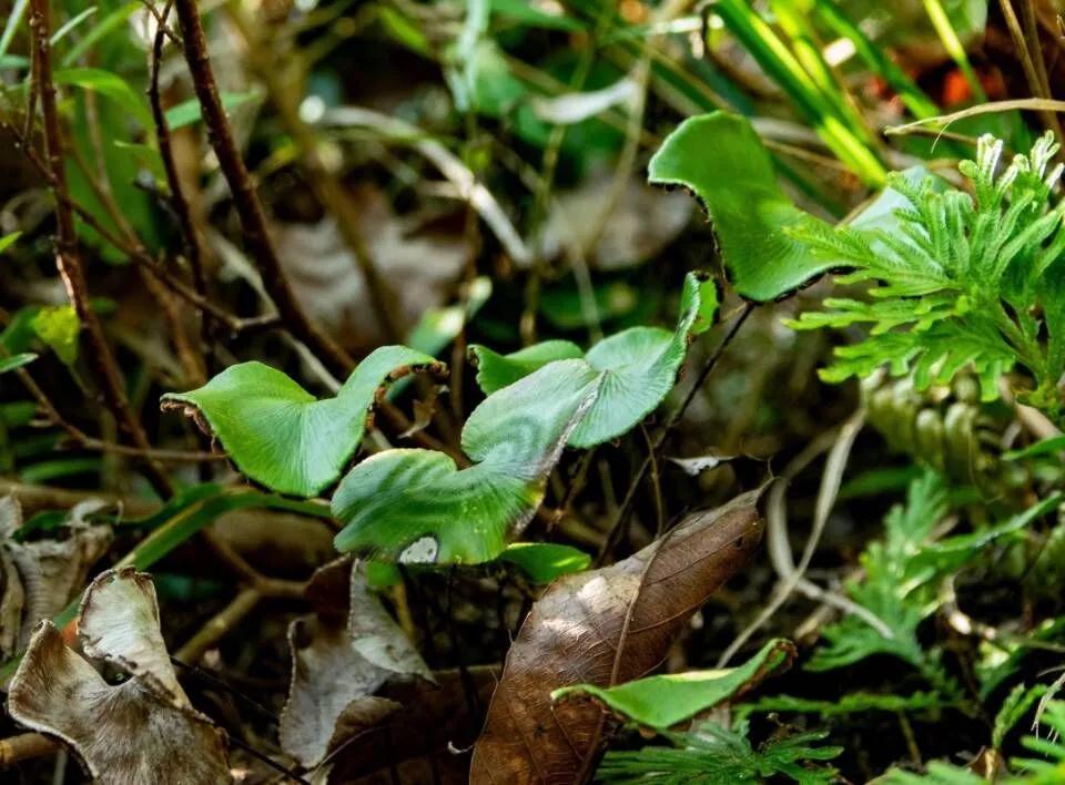 林草科普|中国生物多样性保护 - 重庆林业篇
