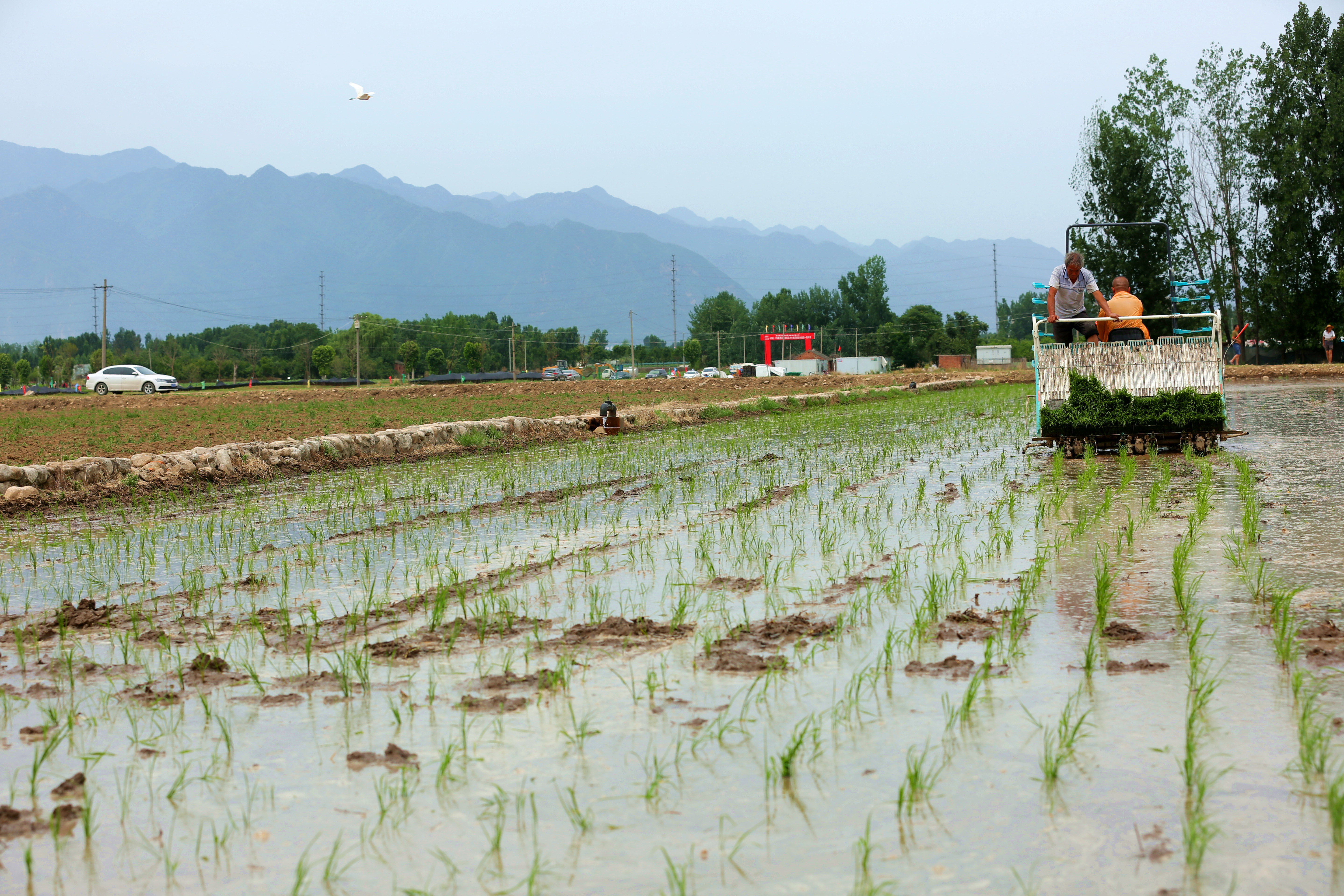 又至秦岭脚下“江南水乡”插秧季