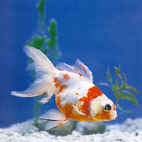 漂亮的金鱼欣赏108种