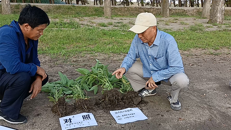 土壤改良有新法兒，松土促根土壤改良技術，助力構建健康疏松耕層