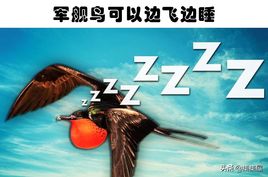 动物是怎么睡觉的 7种动物非常奇怪的睡眠方式 资讯咖