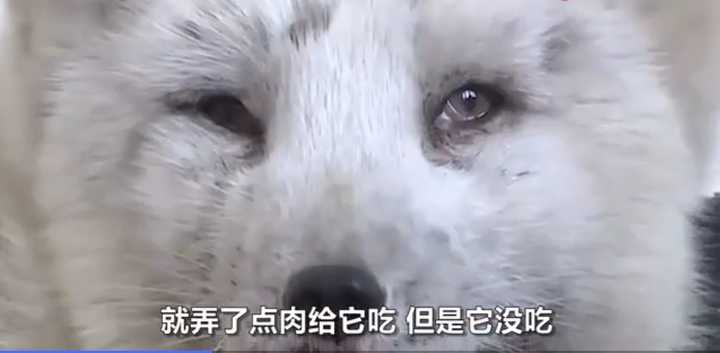 不愧是“狐貍精”，知道“有困難找警察”！東北銀狐進派出所求助