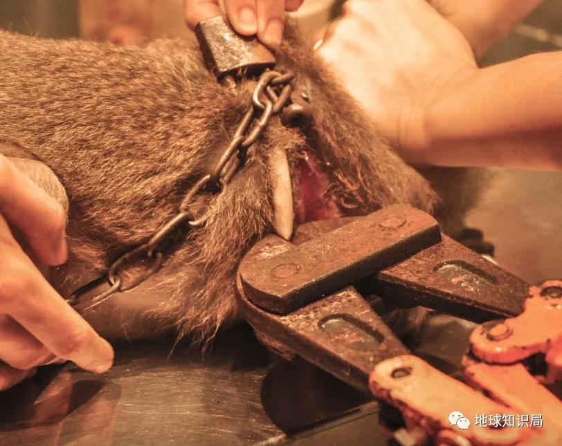 泰國猴子，有苦說不出 | 地球知識局