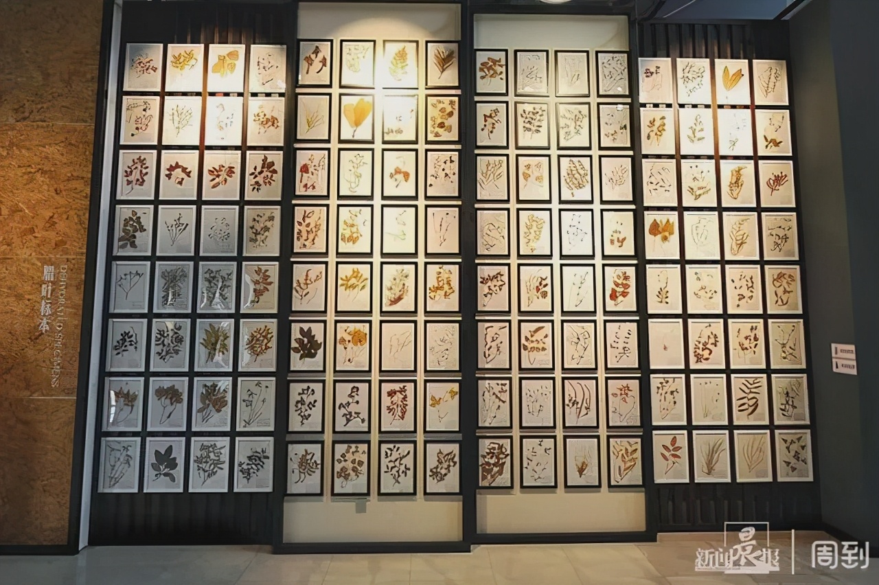 千年辉煌，百年曲折，穿越历史探中医——探访上海中医药博物馆