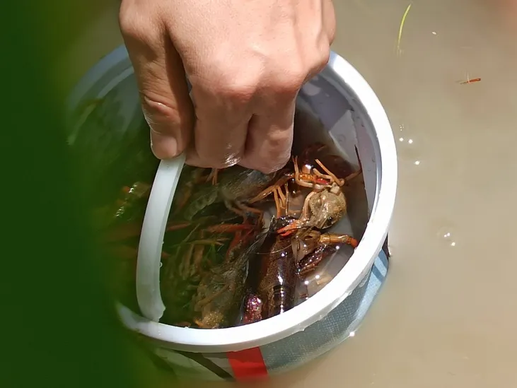 钓龙虾有味五一假期湖溪游好玩到不想回家
