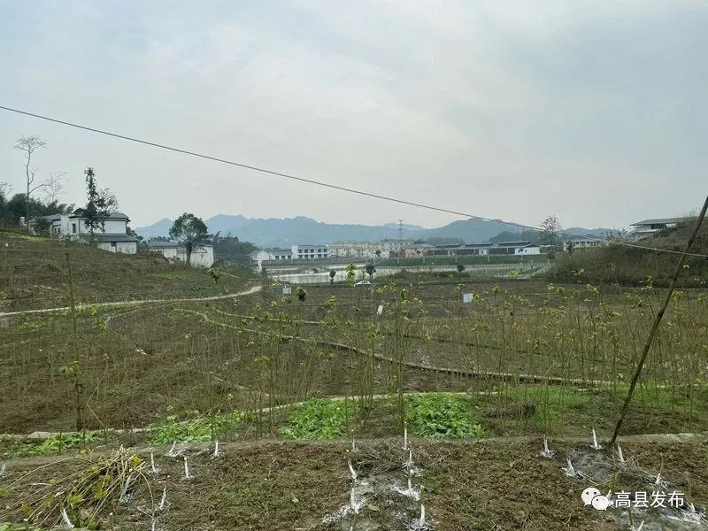 高縣：20余萬畝桑園進(jìn)入冬季管理