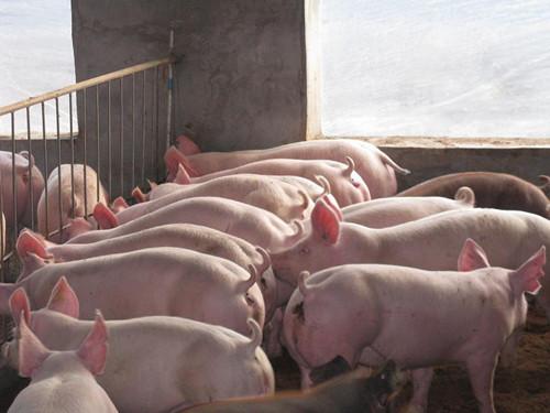 霉菌毒素对猪群的十大危害，产仔减少，体质差，这些你都知道吗？