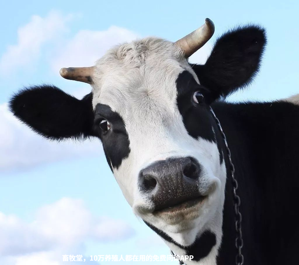 奶牛是如何看年龄的？你都知道几种方法？