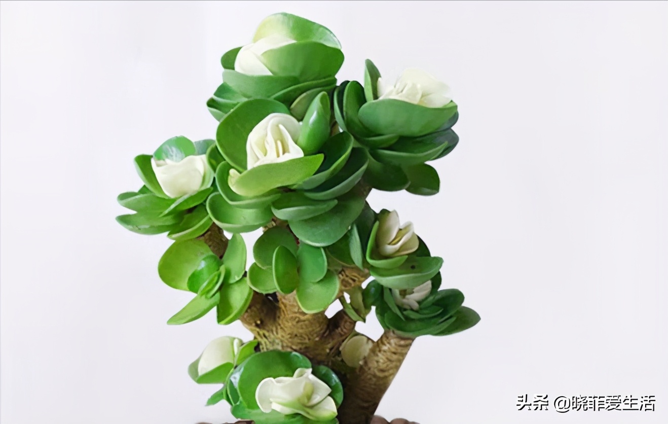 3 kinds of "money flowers", fresh and lovely, festive and auspicious