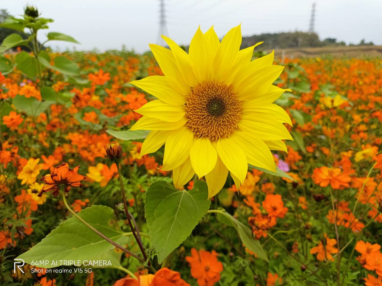 National current be in power, the Realme V15 that can take a picture more very quickly thousand yuan archives is the strongest Wang Zhe