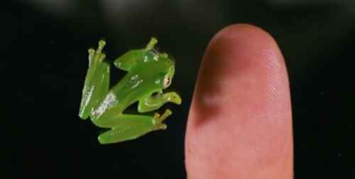 透過皮膚一眼就能看到內髒，這6種透明生物毫無隱私可言