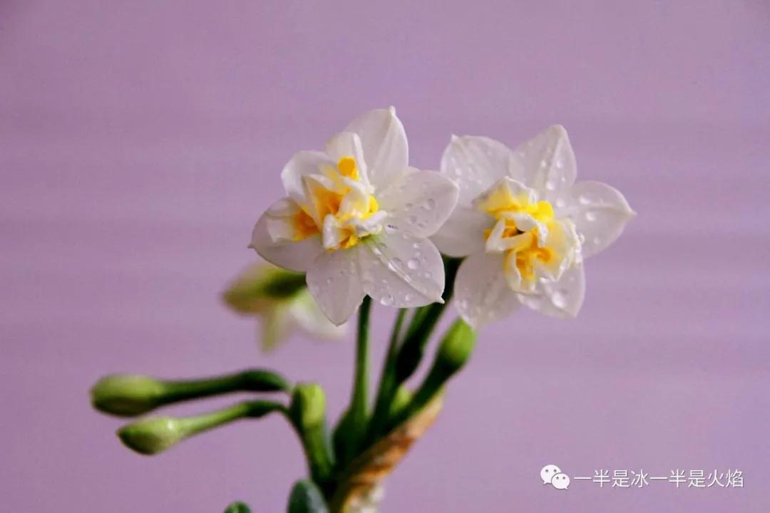 散文诗：春日宴（三章）-第3张图片-非凡网