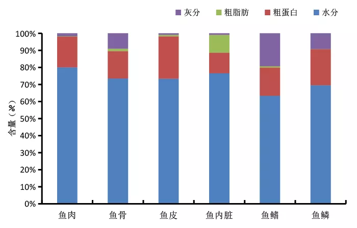 吃貨知識點！胖頭魚各個部位詳解終極指南