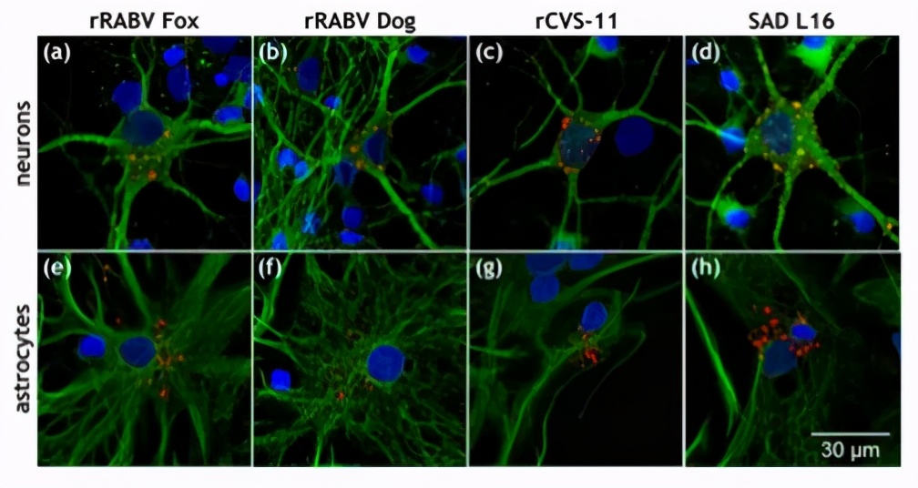麵對致死率最高的傳染病，這個男孩幸存了下來