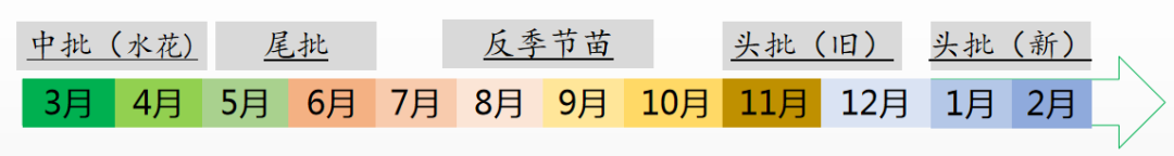 加州鱸魚養(yǎng)殖模式分析：投喂方式、放養(yǎng)水體、常見病害的分享