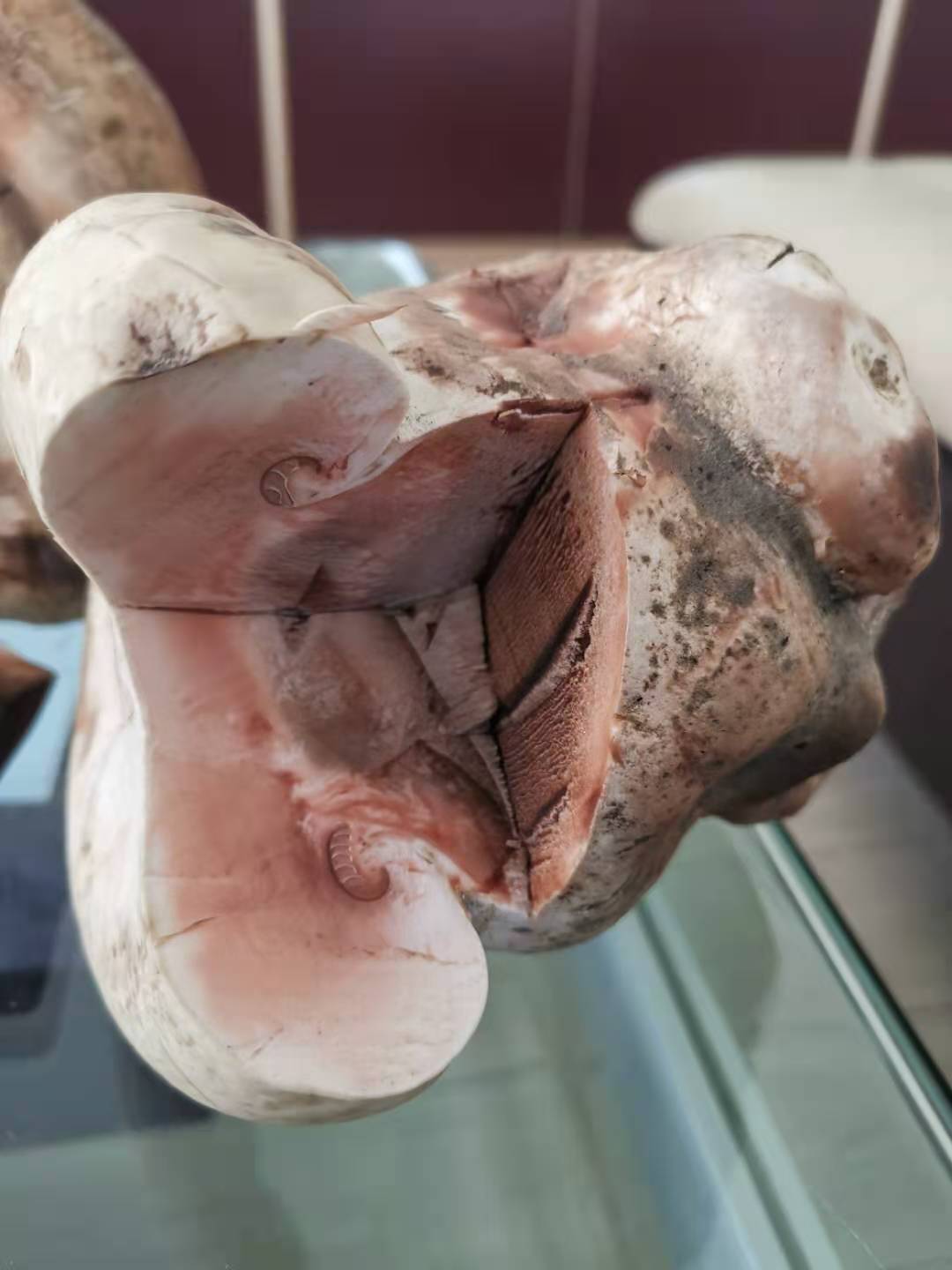 沙漠裏挖出的巨型蘑菇，當地人叫它柴達木大肥菇