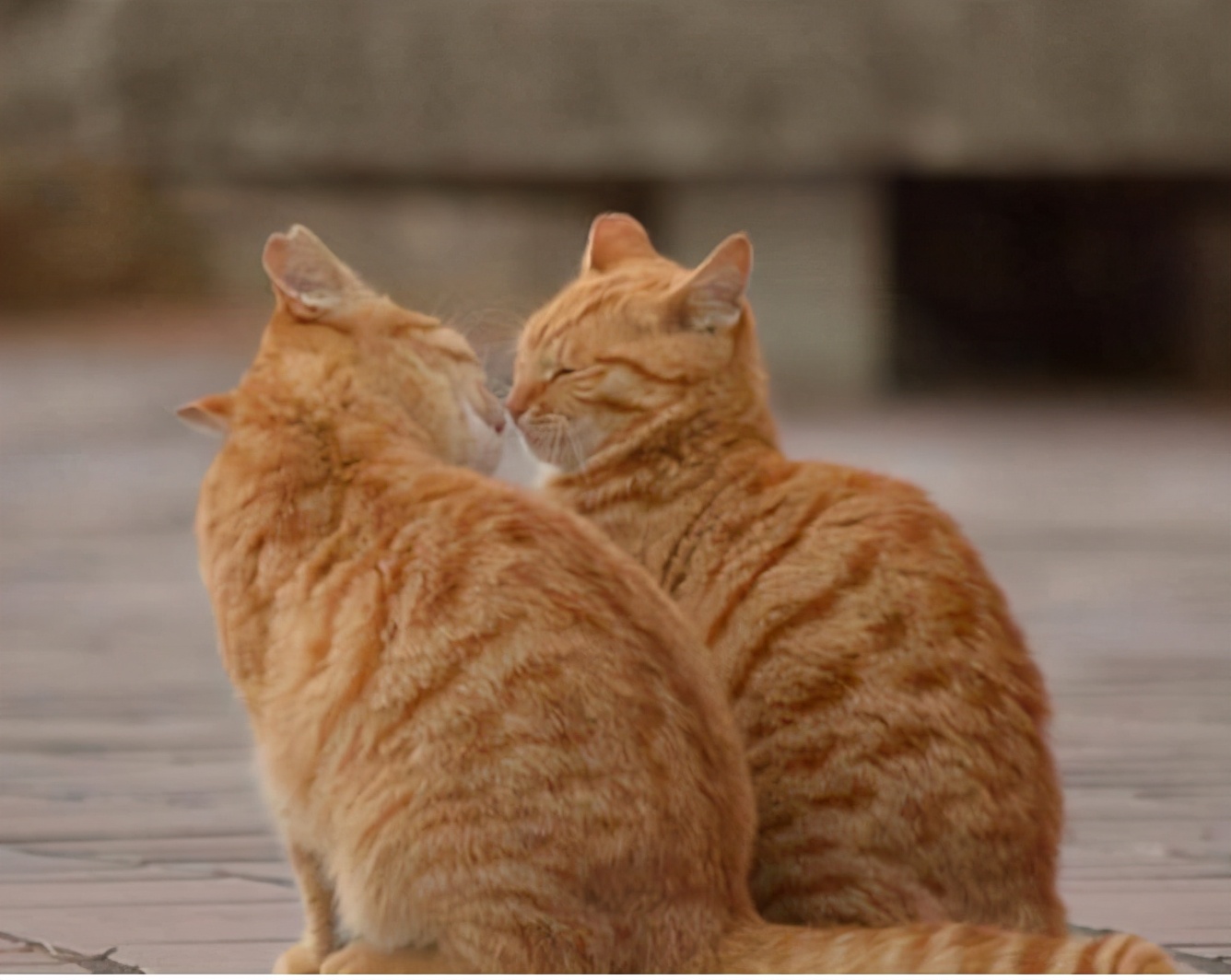 It turns out that the cat "shows his belly" at you, trying to tell you