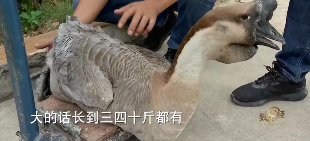 他养鹅养出2000万，咋做到的？