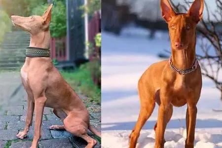 各国猛犬大全，建议收藏