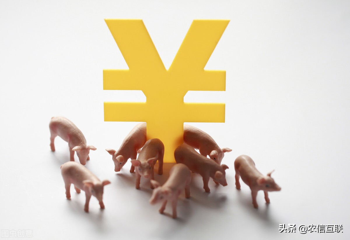 Pig price " cave in drops greatly " , steep fall 25% , be about to go to 10 yuan? Blame acute communicable diseases makes trouble, drop even