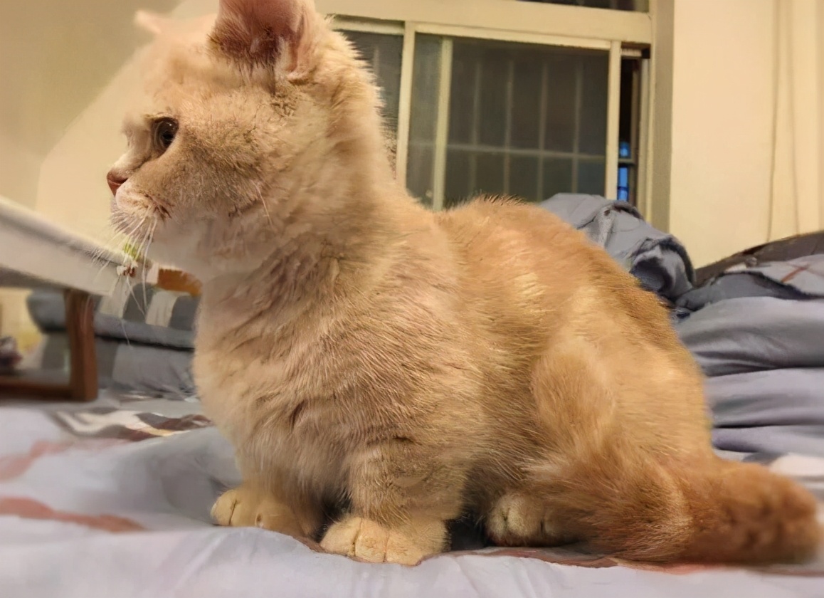 曼赤肯猫多少钱一只曼赤肯猫好养吗