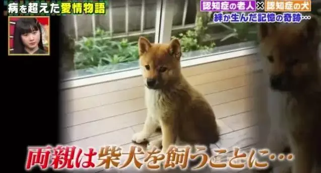 日本81岁奶奶和柴犬同患老年痴呆，分开2年后感人一幕发生了