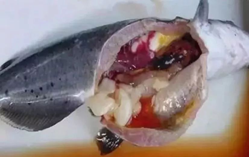 怎样判断草鱼得了腹水病 鱼腹水该如何治疗