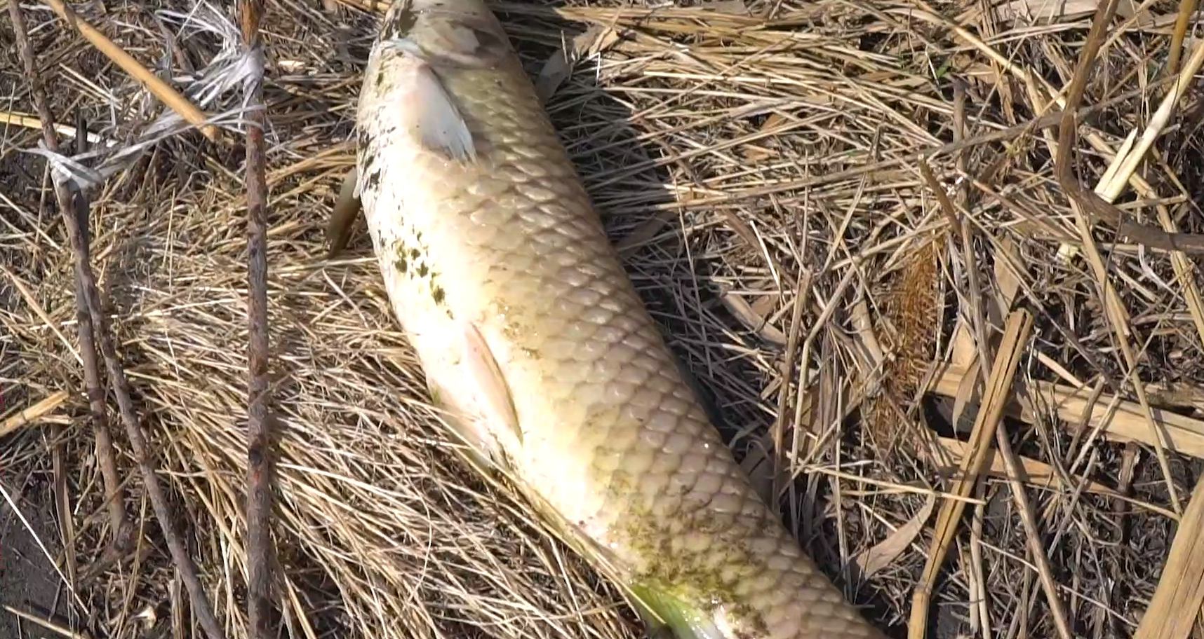 臭鱼也能吃?东北河道解冻后大量死鱼浮出,老乡:闻着真臭但好吃