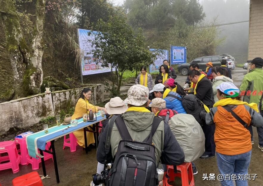 神秘茶叶藏家11.8万元拍走这款广西茶｜春茶开采进行时