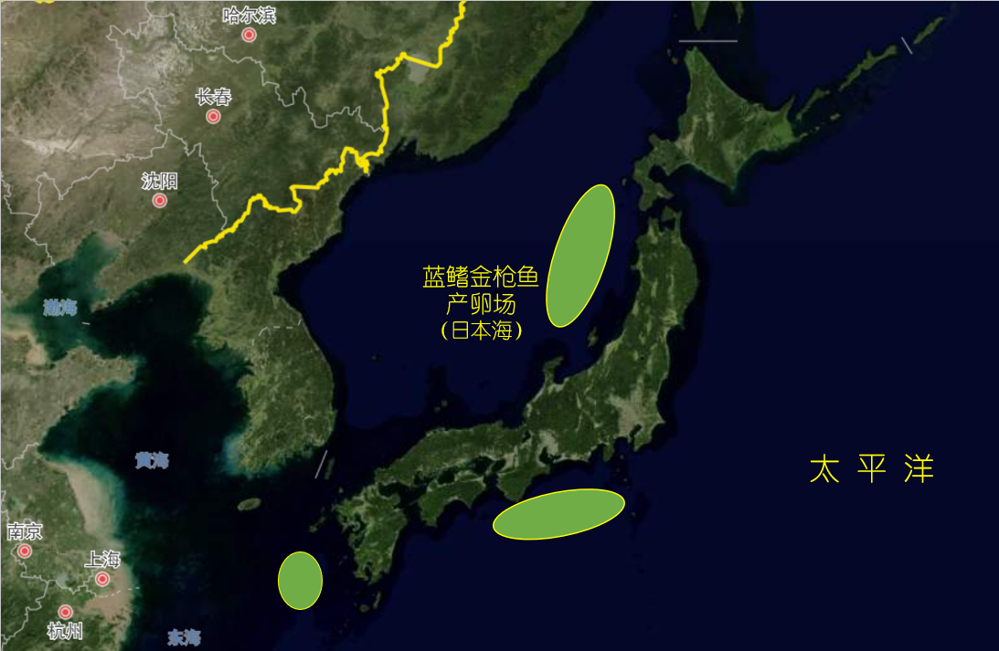 蓝鳍金枪鱼的天然繁殖场,日本占尽地理优势在我国东海的中东部,有一个