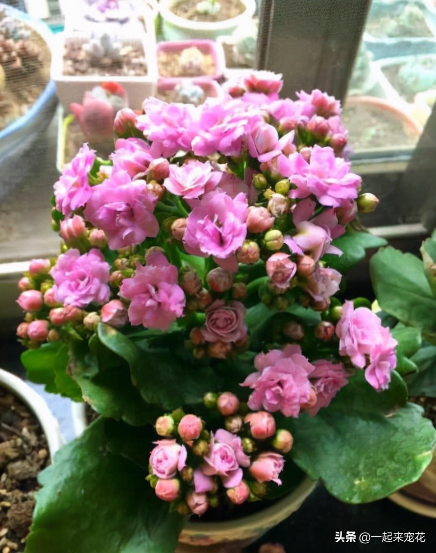 5 kinds of highend New Year's Eve flowers, now it is time to raise a