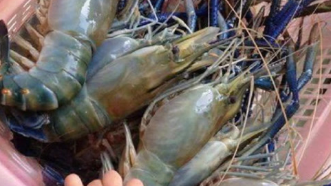 湄公河鱼虾泛滥，一只虾有巴掌大，为什么吃货