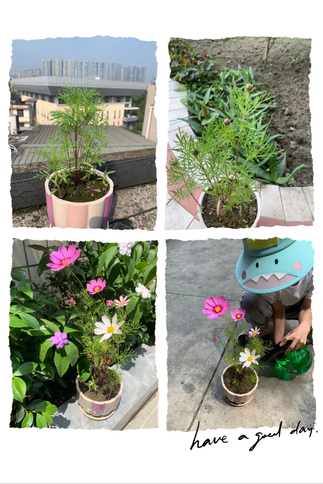 成都高新区中和小学开展“种植劳动”主题课程